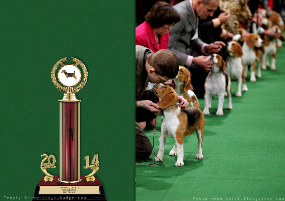 Dog Competition
