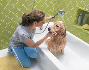 Bathing a Dog