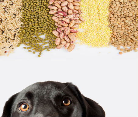 Dog Food Allergy